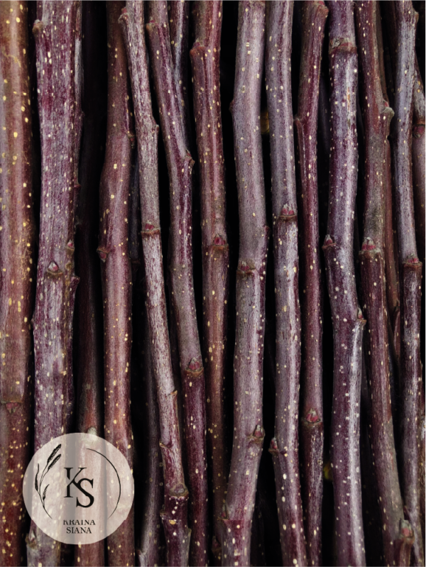 Gałązki Jabłoni dla królików