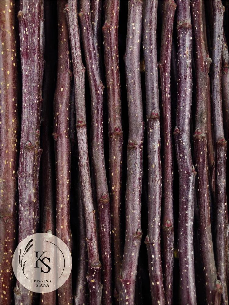 Gałązki Jabłoni dla królików