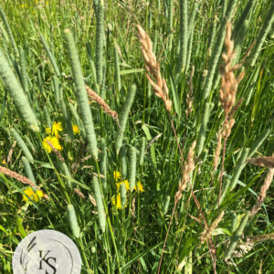 Sianko 2025 łąkowe z tymotką, klasyczne, rodzaj 1. - obrazek 2