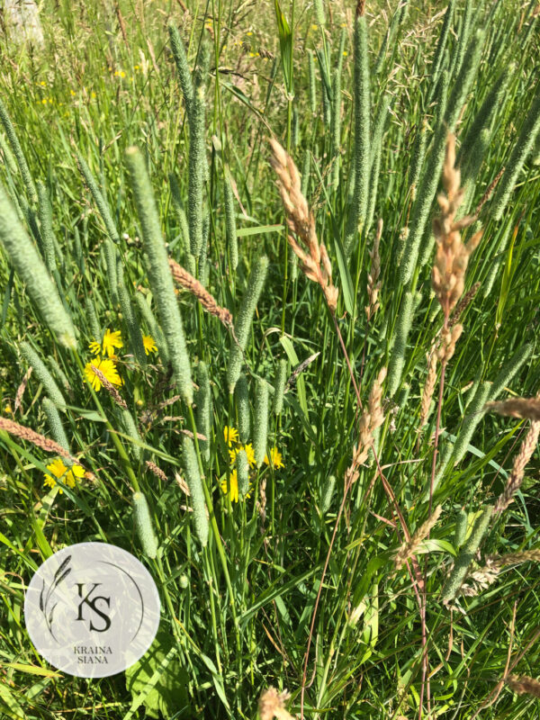 Sianko 2025 łąkowe z tymotką, klasyczne, rodzaj 1. - obrazek 2