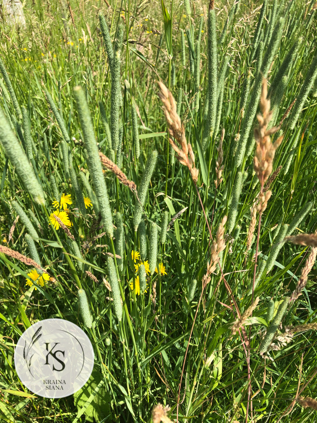 Sianko 2025 łąkowe z tymotką, klasyczne, rodzaj 1. - obrazek 2