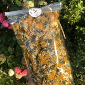 IMG_7423 Kwiat mniszka lekarskiego