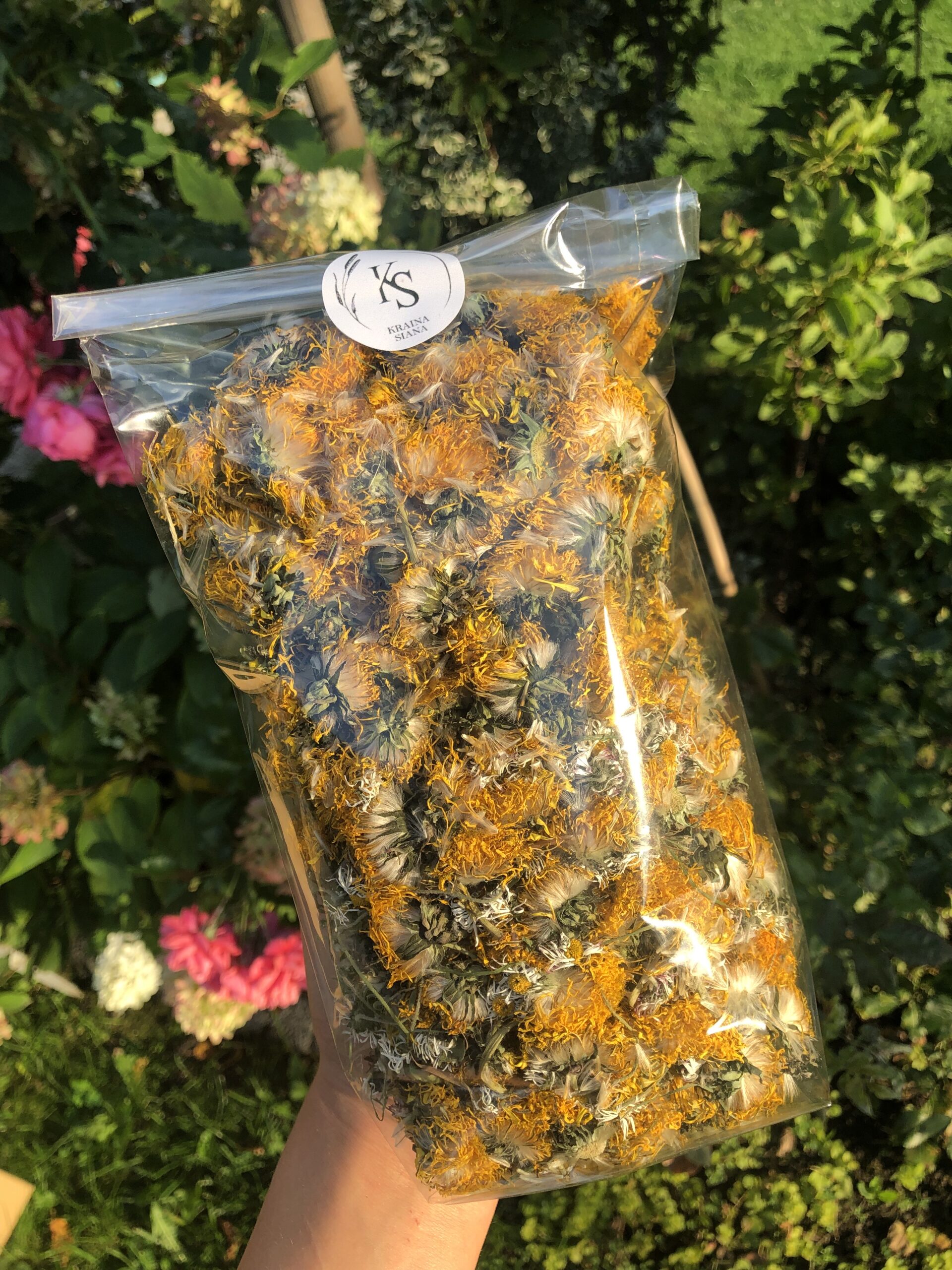 Kwiat mniszka lekarskiego - obrazek 1