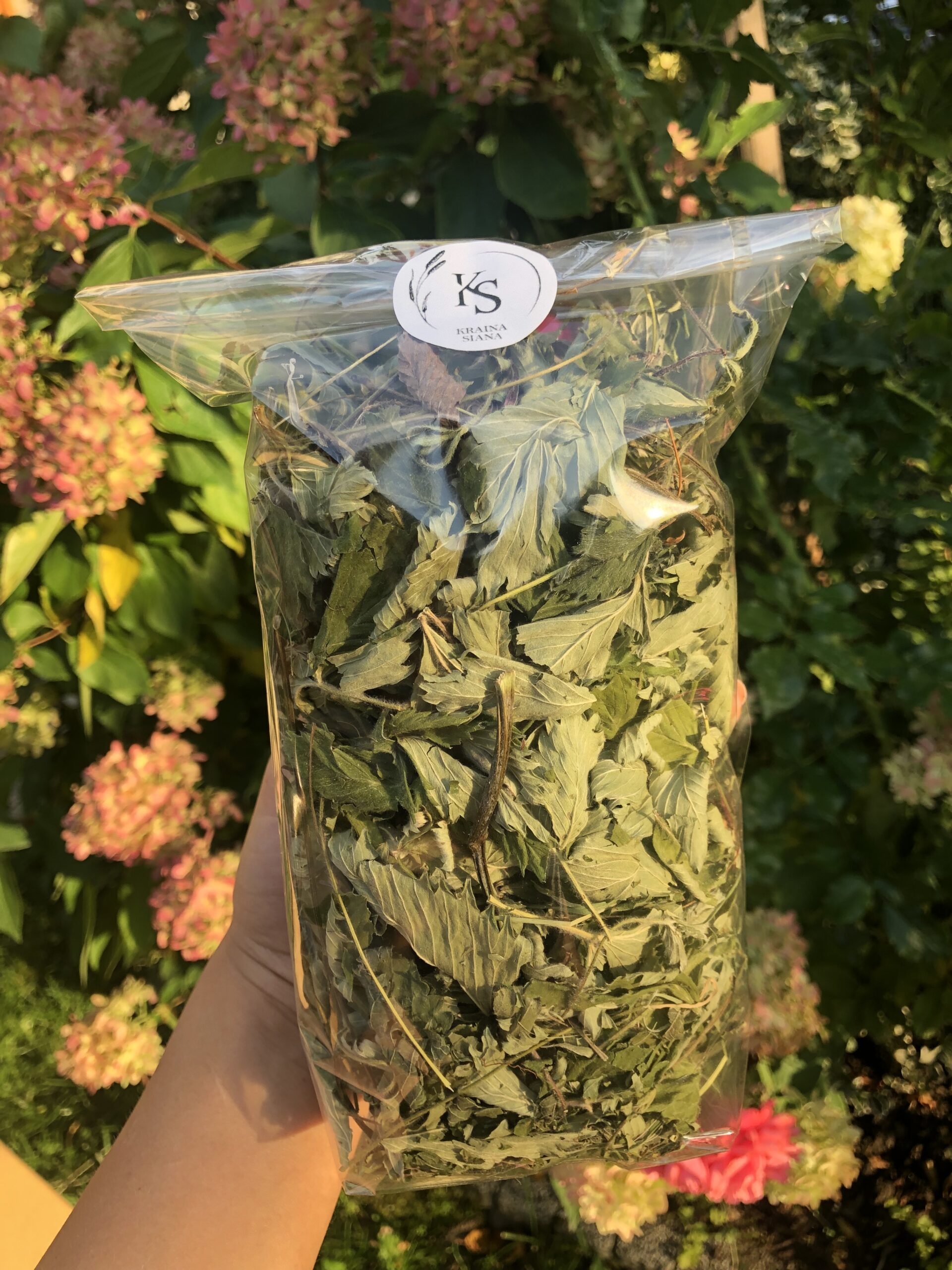 Liść poziomki - obrazek 1