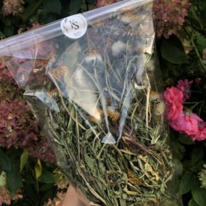 IMG_7432 Mniszek lekarski cały