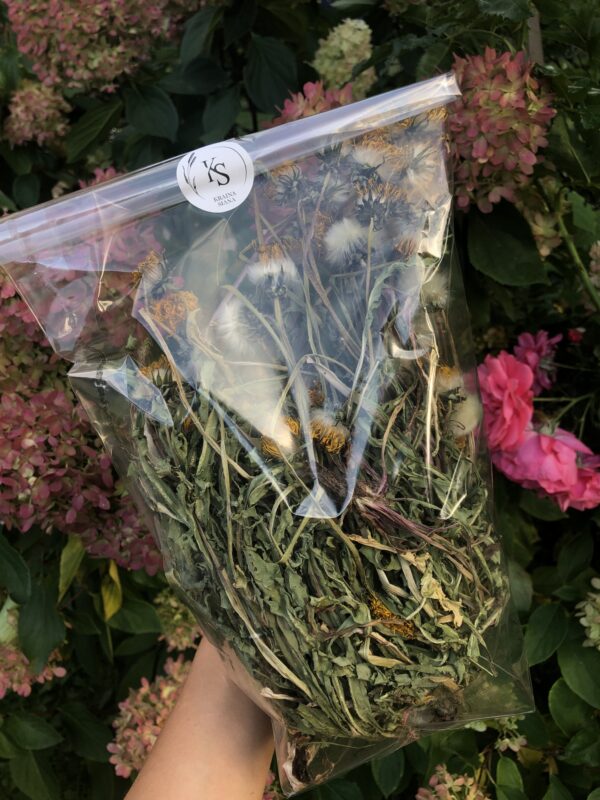 Mniszek lekarski cały