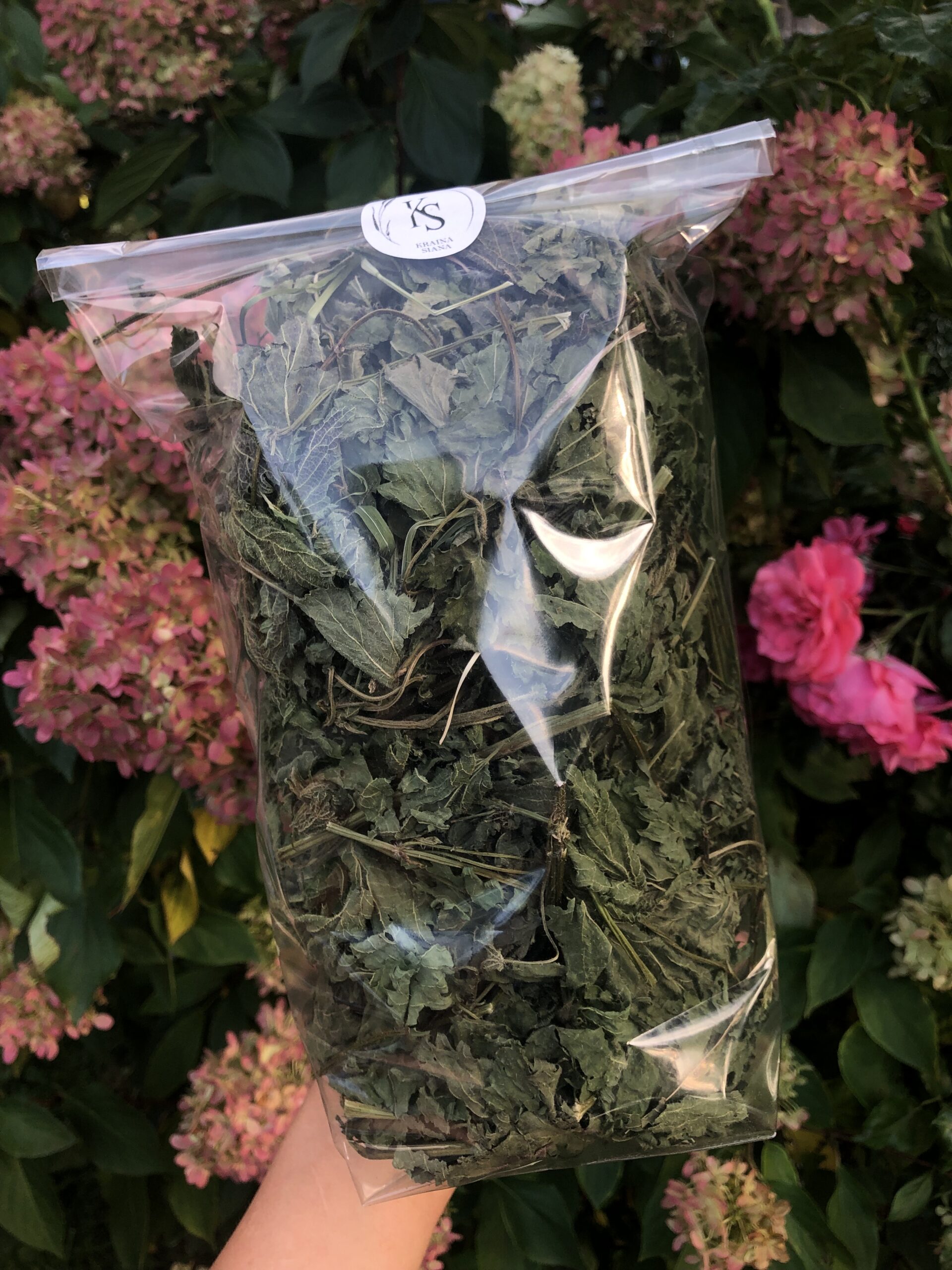 Pokrzywa cała - obrazek 1