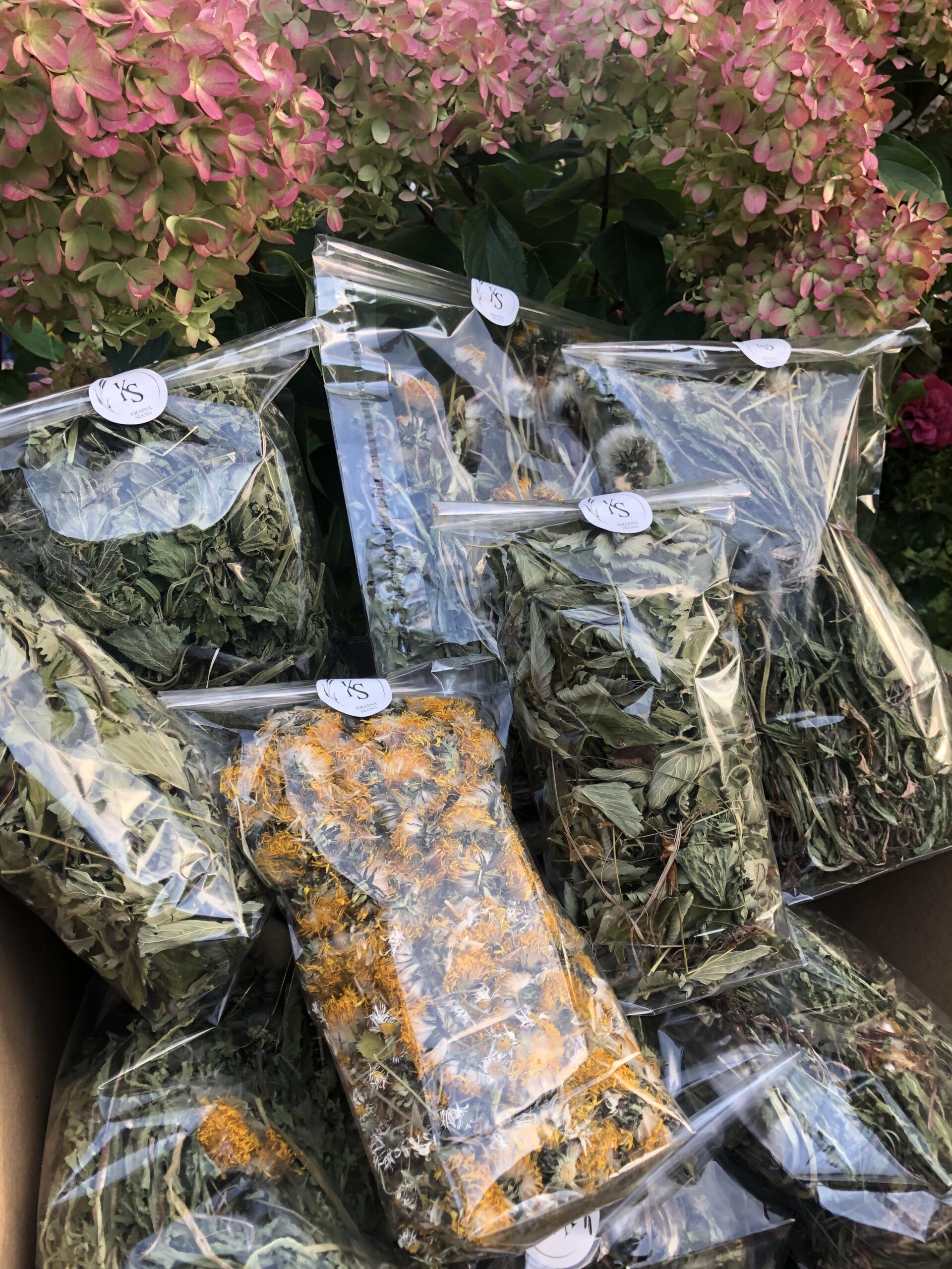 Kwiat mniszka lekarskiego - obrazek 2