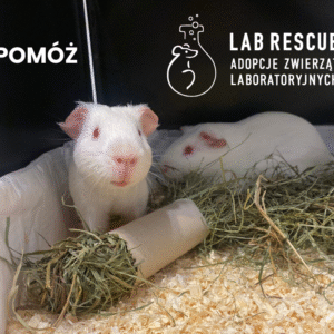 Lab Rescue - pomóż uratowanym zwierzętom