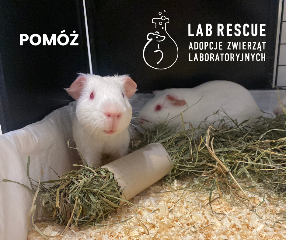 Lab Rescue - pomóż uratowanym zwierzętom - obrazek 1